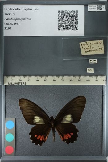 Media type: image;   Entomology 173612